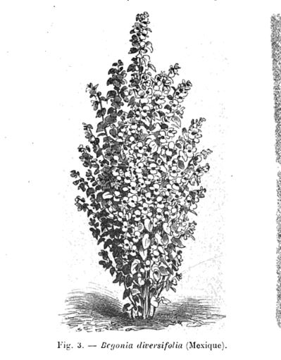 B. ‘Diversifolia’